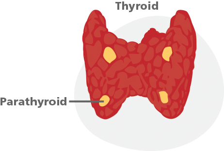 Thyroid & Parathyroid