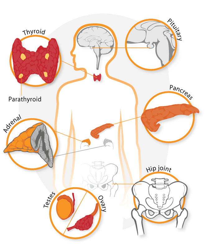 endocrine system