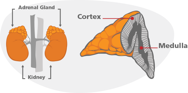 adrenal gland and kidney