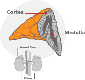 cortex and medulla