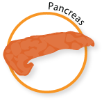 pancreas