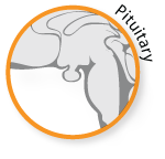 pituitary