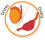 testes ovary
