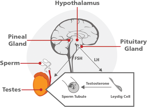 testosterone sperm