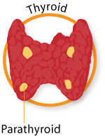 thyroid