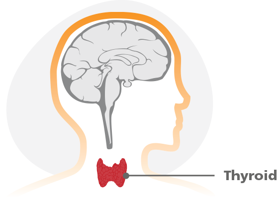 thyroid