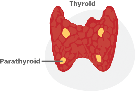 thyroid parathyroid
